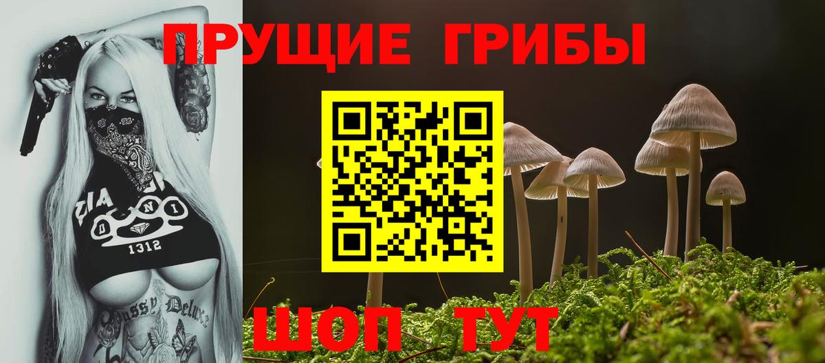 Галлюциногенные грибы Psilocybe Новоалтайск